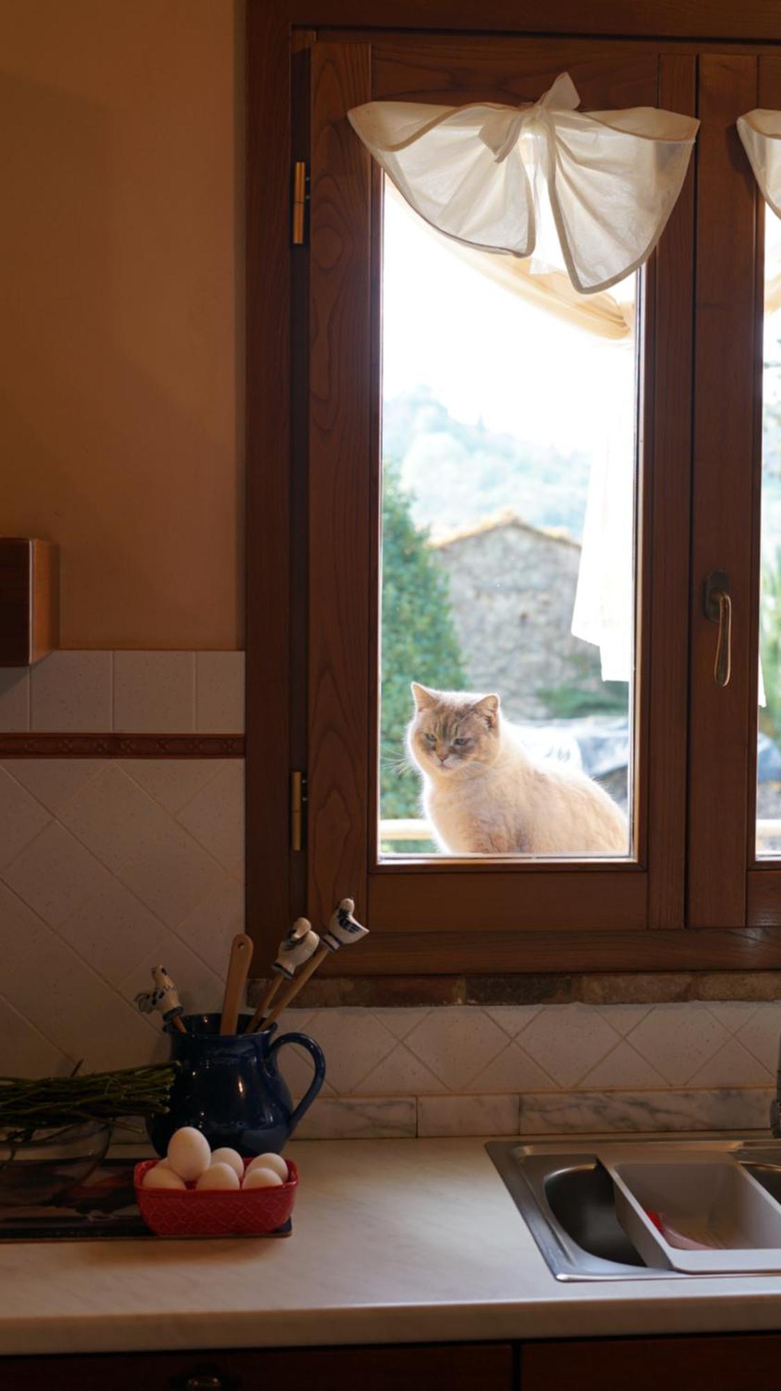 Agriturismo Podere Le Tombe ξενώνας Palaia Εξωτερικό φωτογραφία