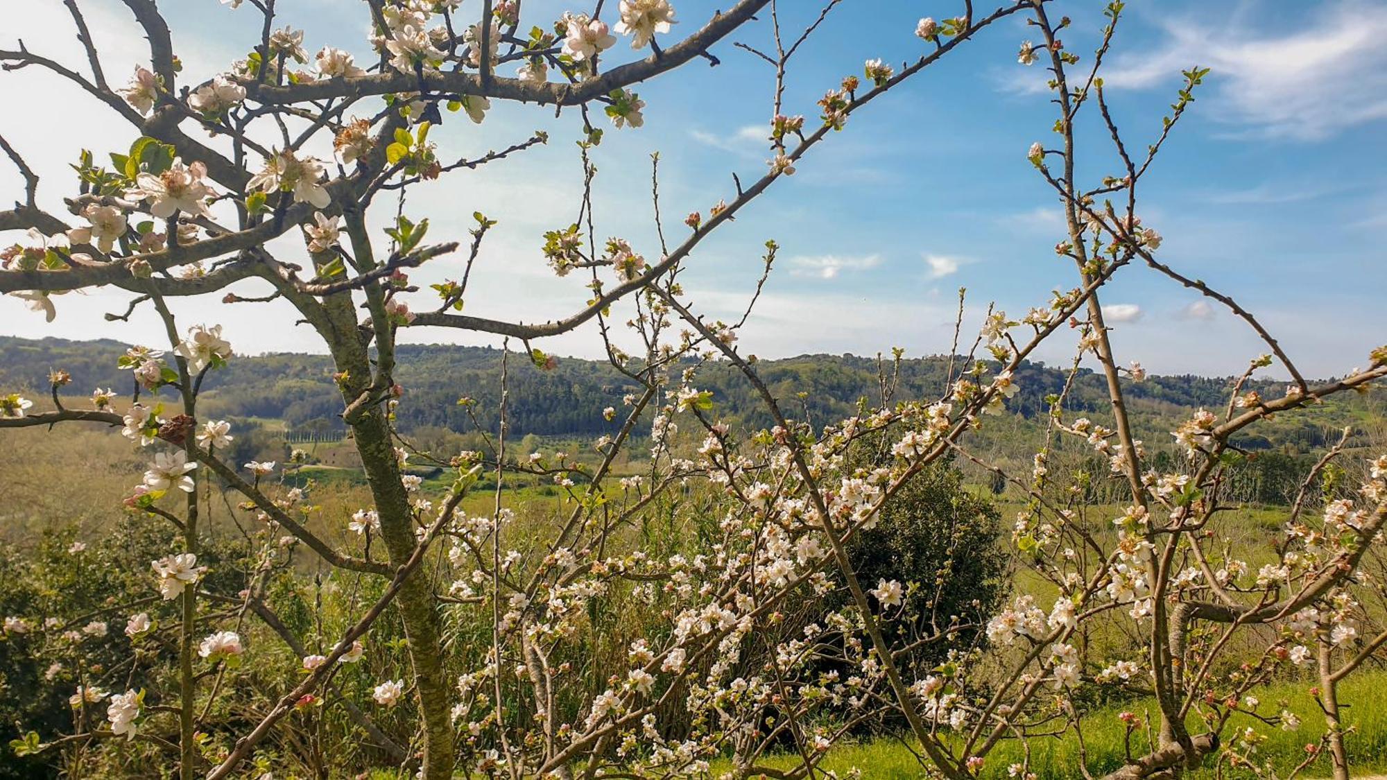 Agriturismo Podere Le Tombe ξενώνας Palaia Εξωτερικό φωτογραφία