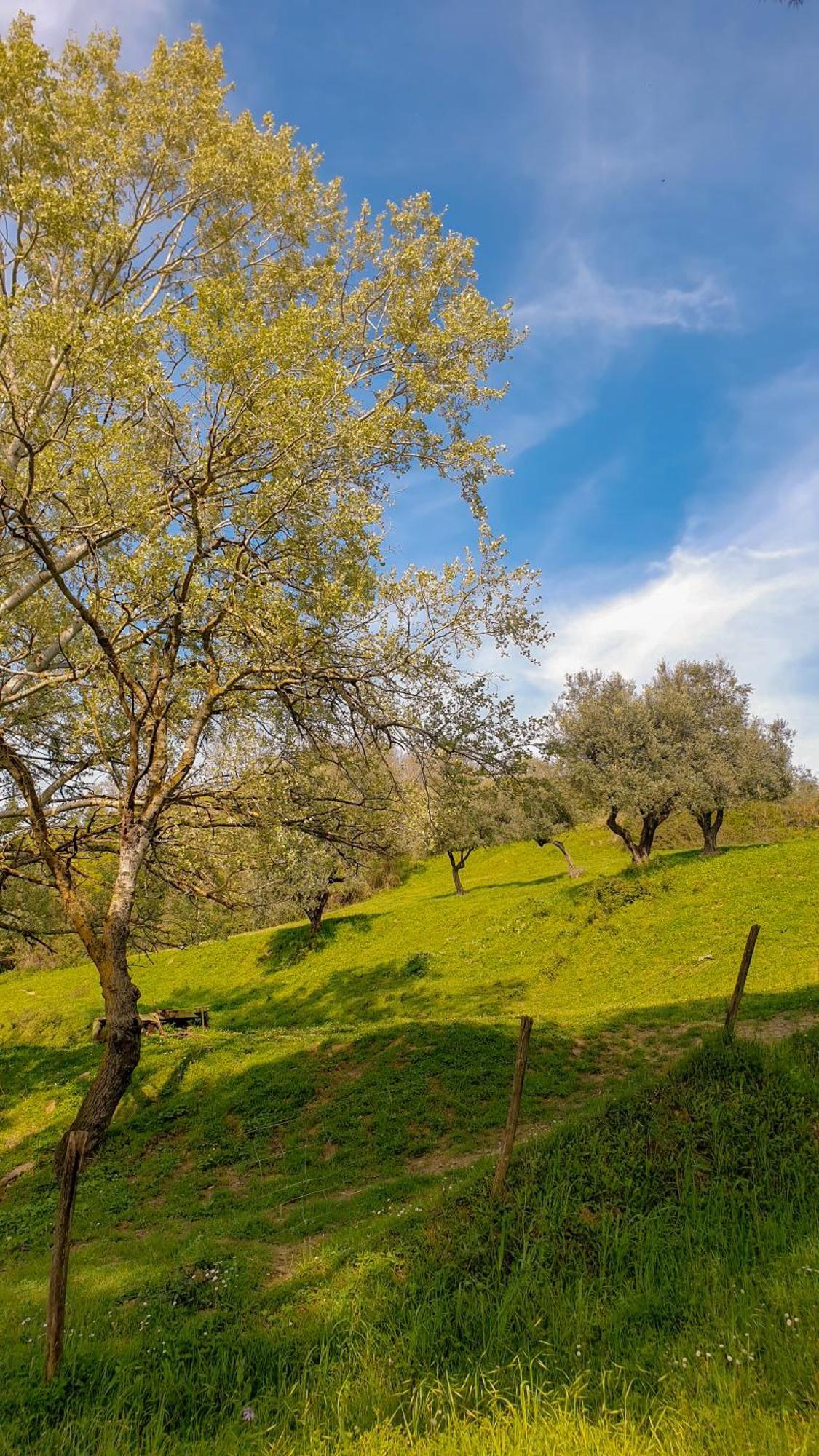 Agriturismo Podere Le Tombe ξενώνας Palaia Εξωτερικό φωτογραφία