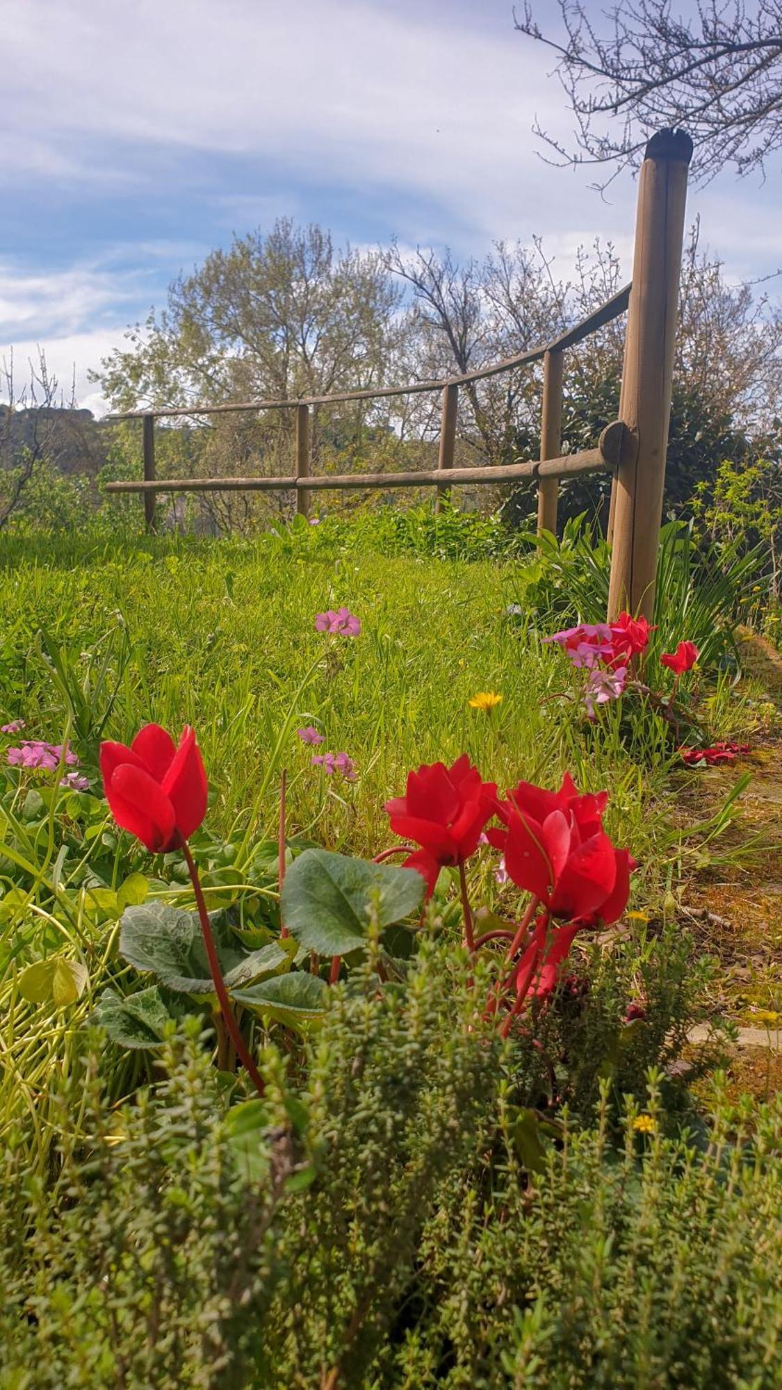 Agriturismo Podere Le Tombe ξενώνας Palaia Εξωτερικό φωτογραφία