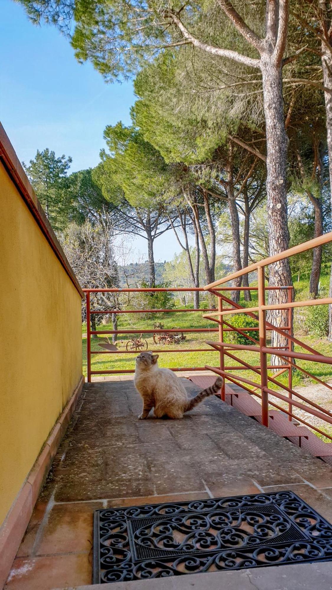 Agriturismo Podere Le Tombe ξενώνας Palaia Εξωτερικό φωτογραφία